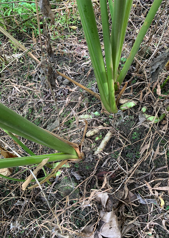 Penyebaran Temu Mangga