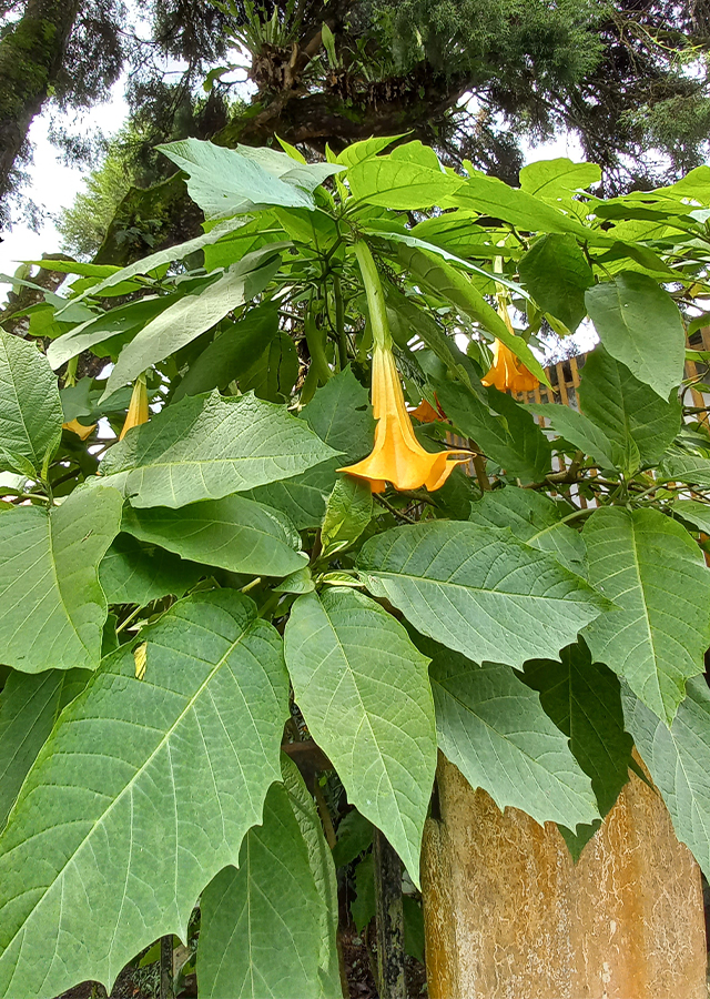 Penyebaran Terompet Kuning