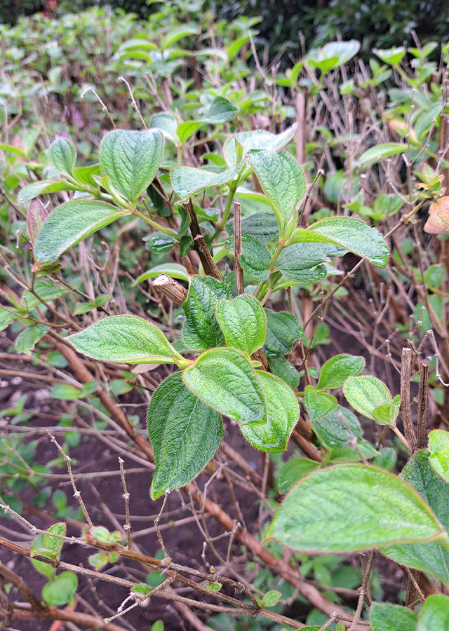 Penyebaran Tibouchina