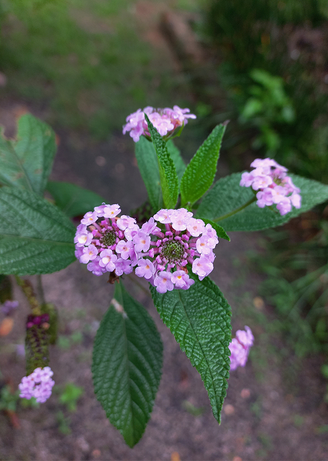 Penyebaran Verbena Perdu