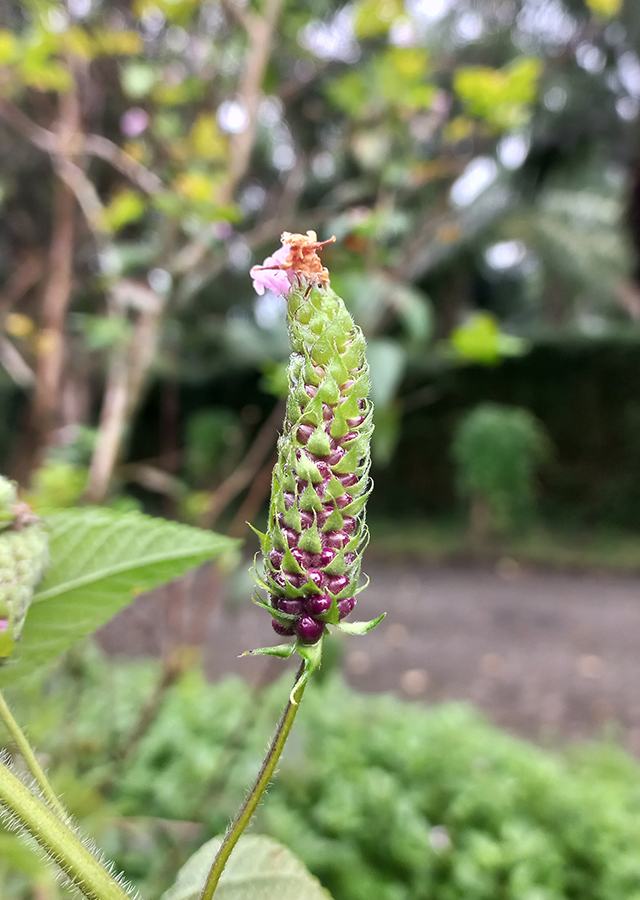 Penyebaran Verbena Perdu