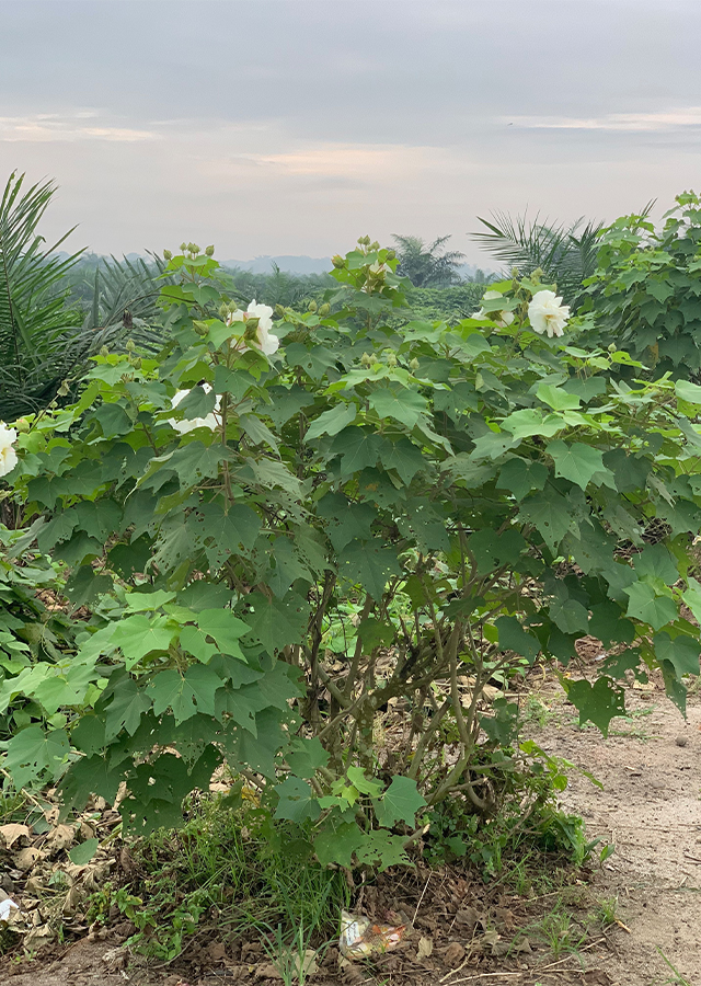 Penyebaran Waru Landak